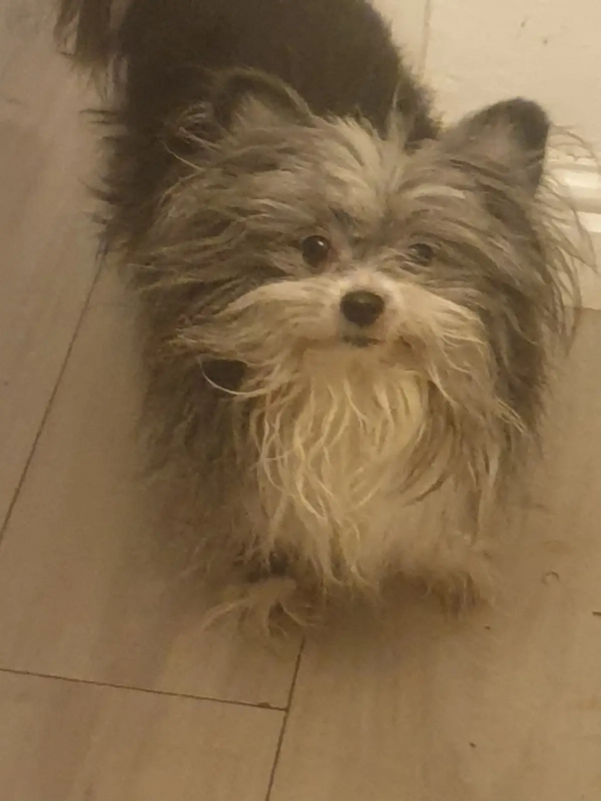 A small, shaggy dog with matted, wet-looking fur stands on a tiled floor, looking directly at the camera. The dog has a mix…