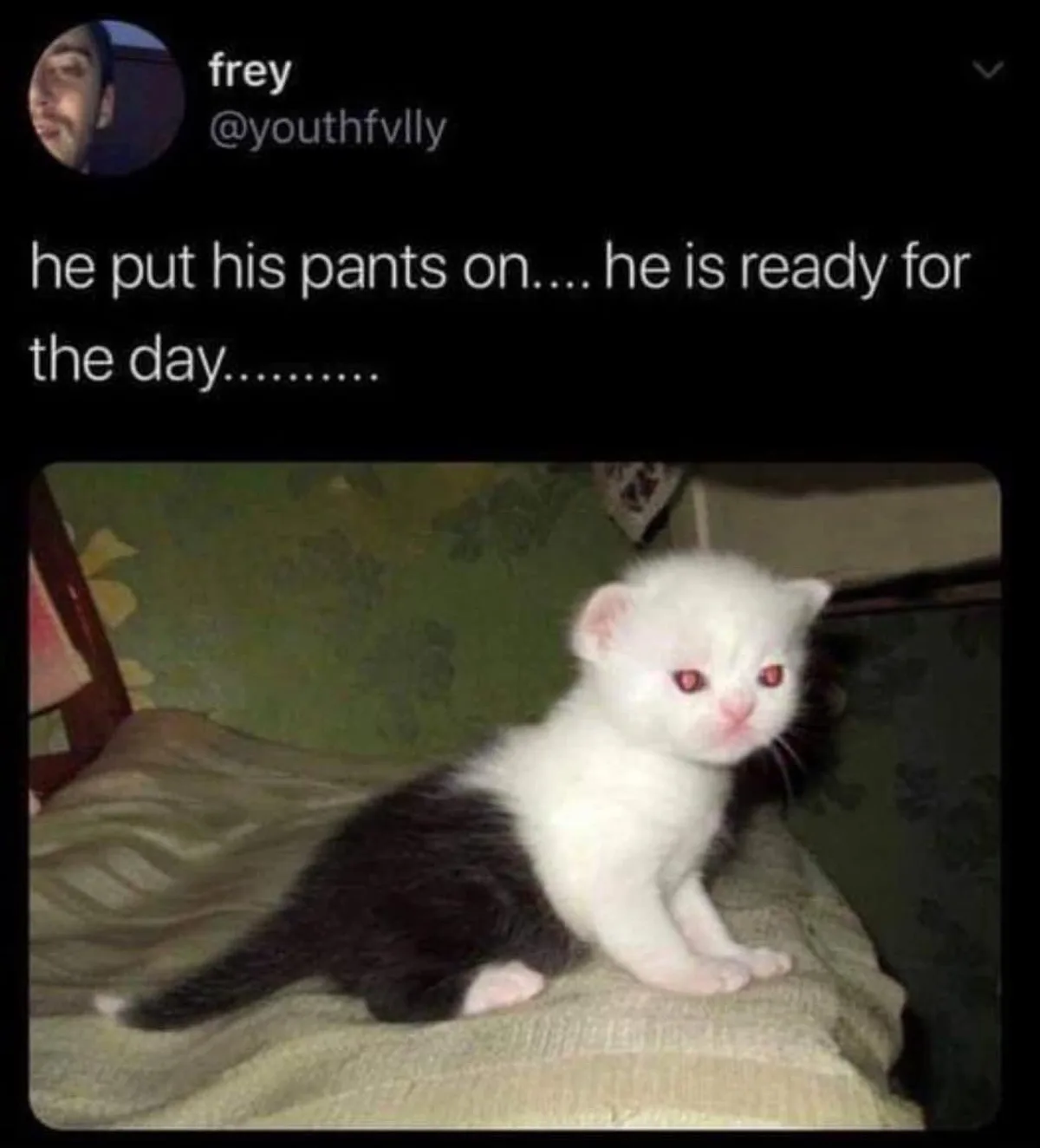 A small white and black kitten with red eyes sits on a textured fabric surface, looking directly at the camera. The image is…