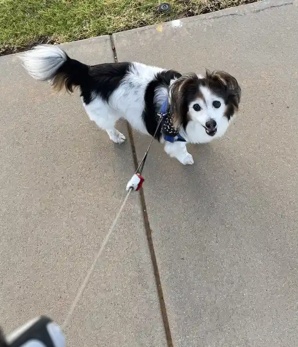 A small black and white dog with floppy ears and a fluffy tail stands on a sidewalk, looking up at the camera while on a…