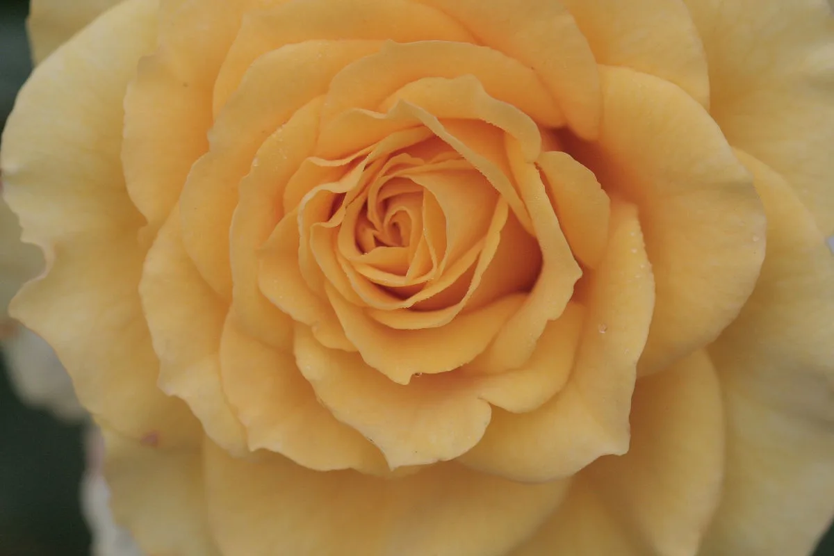 A close-up photograph of a fully bloomed, pale yellow rose with delicate, layered petals spiraling inward. The image is…