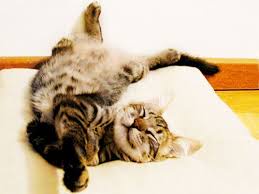 a tabby cat is lying on its back on a white surface, paws in the air, eyes closed, appearing very relaxed. The text overlaid…