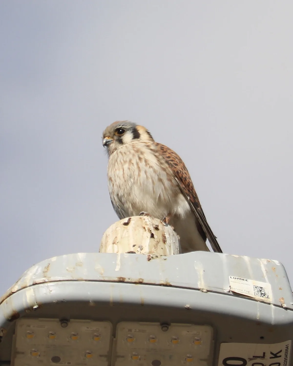 A small bird of prey, likely a kestrel, perches atop a weathered, gray LED streetlight against a pale sky. The bird has…