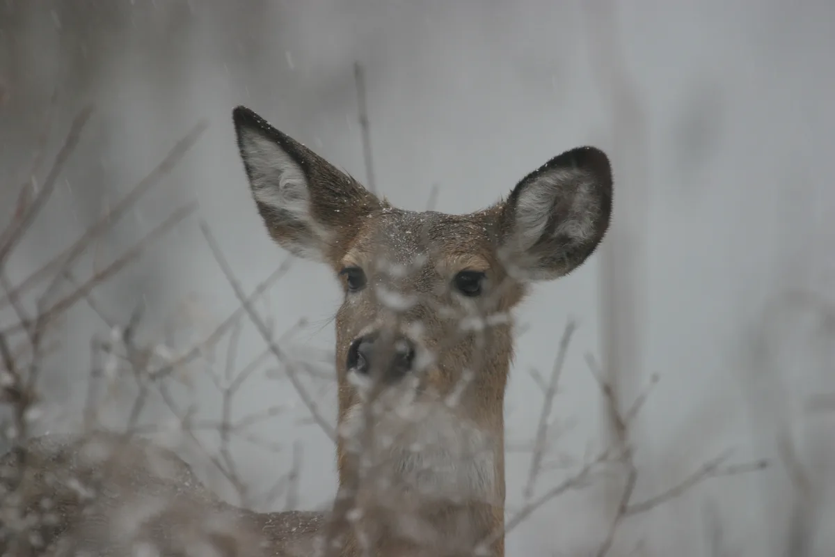 A close-up photo shows a deer's head and neck peeking through snowy branches during a snowstorm, with snowflakes visible in…