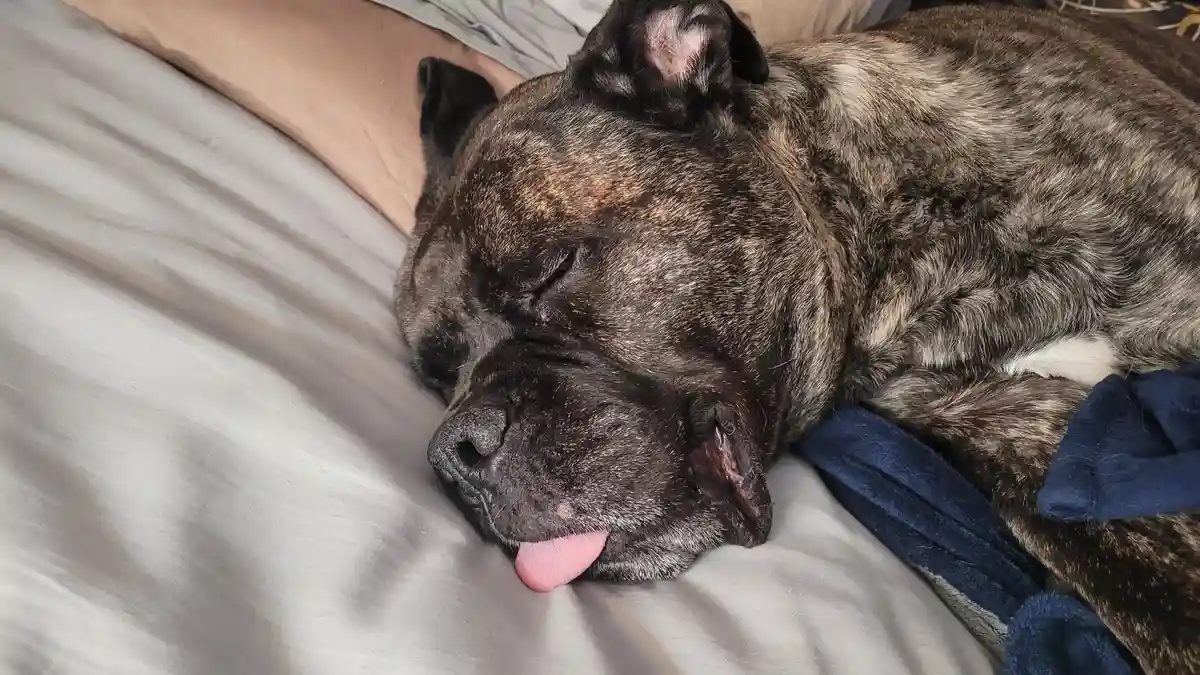 A brindle-coated dog with a wrinkled face and pink tongue is sleeping soundly on a light gray bedsheet, partially covered by…