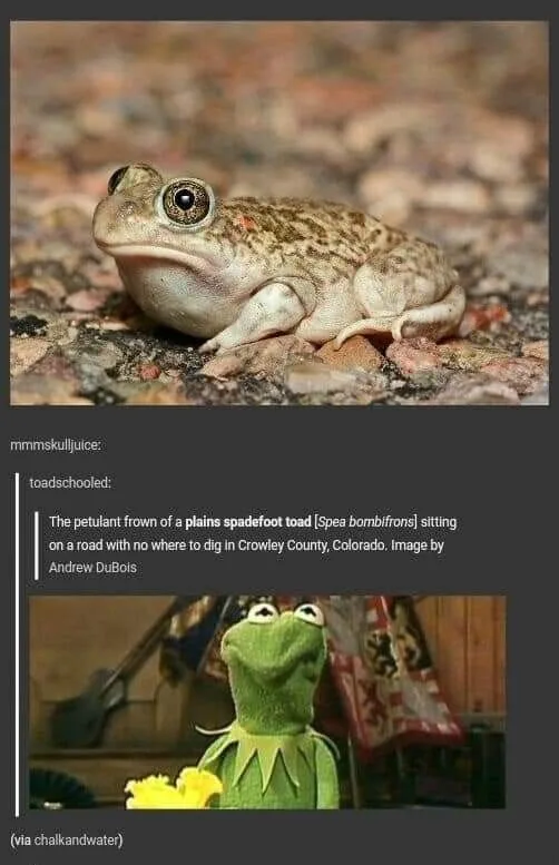 The top panel shows a close-up photo of a plains spadefoot toad with a visibly grumpy, downturned mouth, sitting on gravel…