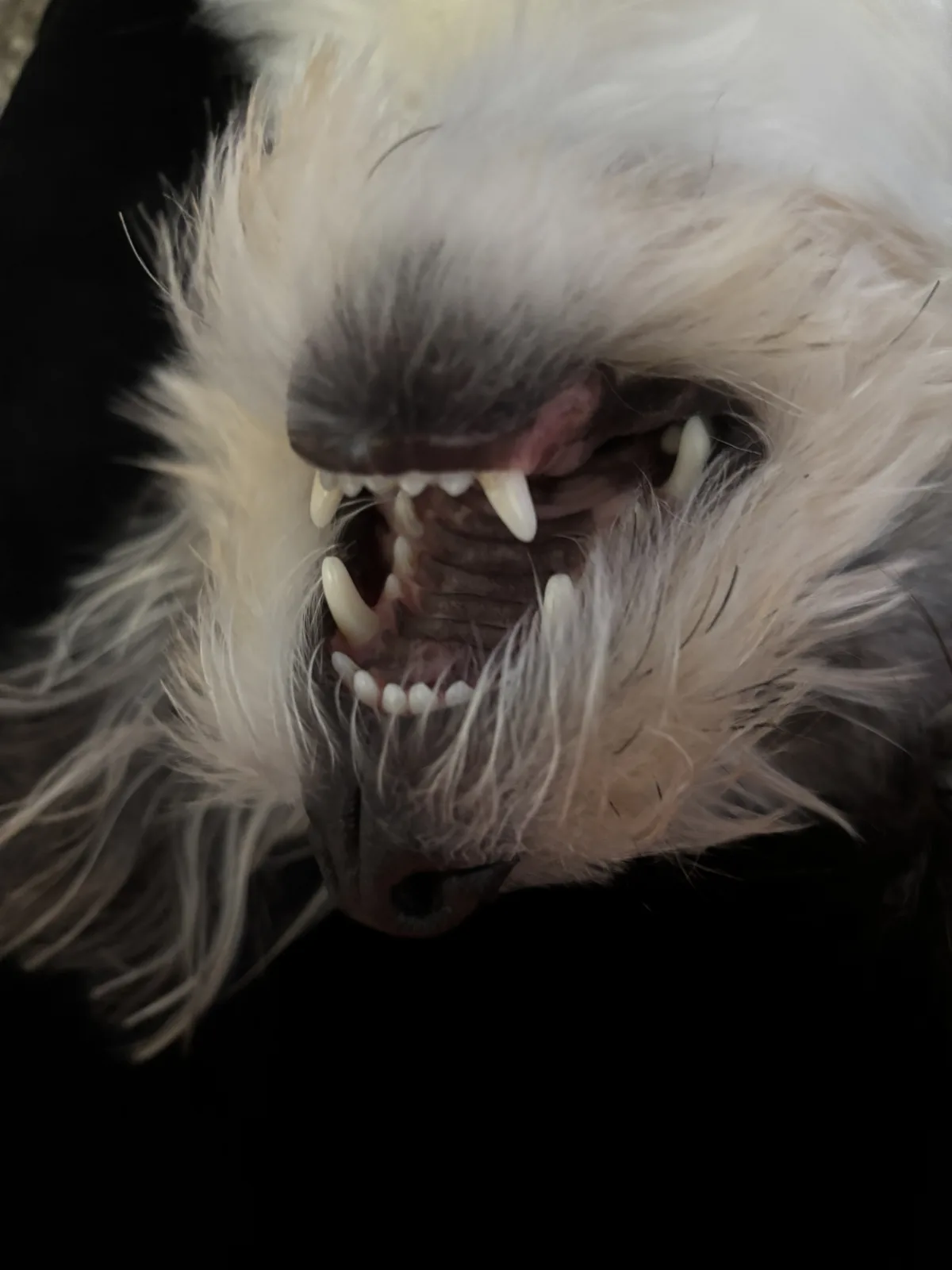 A close-up photo of a fluffy white dog with its mouth open, showing sharp teeth and a dark nose, against a black background…
