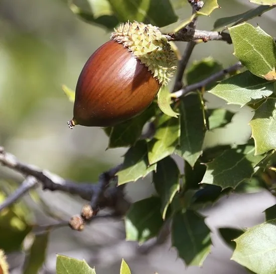 a close-up photo of a single brown acorn hanging from a branch with green, spiky leaves. The acorn has a textured cap and is…