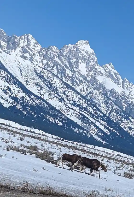 Two moose are walking across a snowy field in front of a majestic, snow-capped mountain range under a clear blue sky. The…