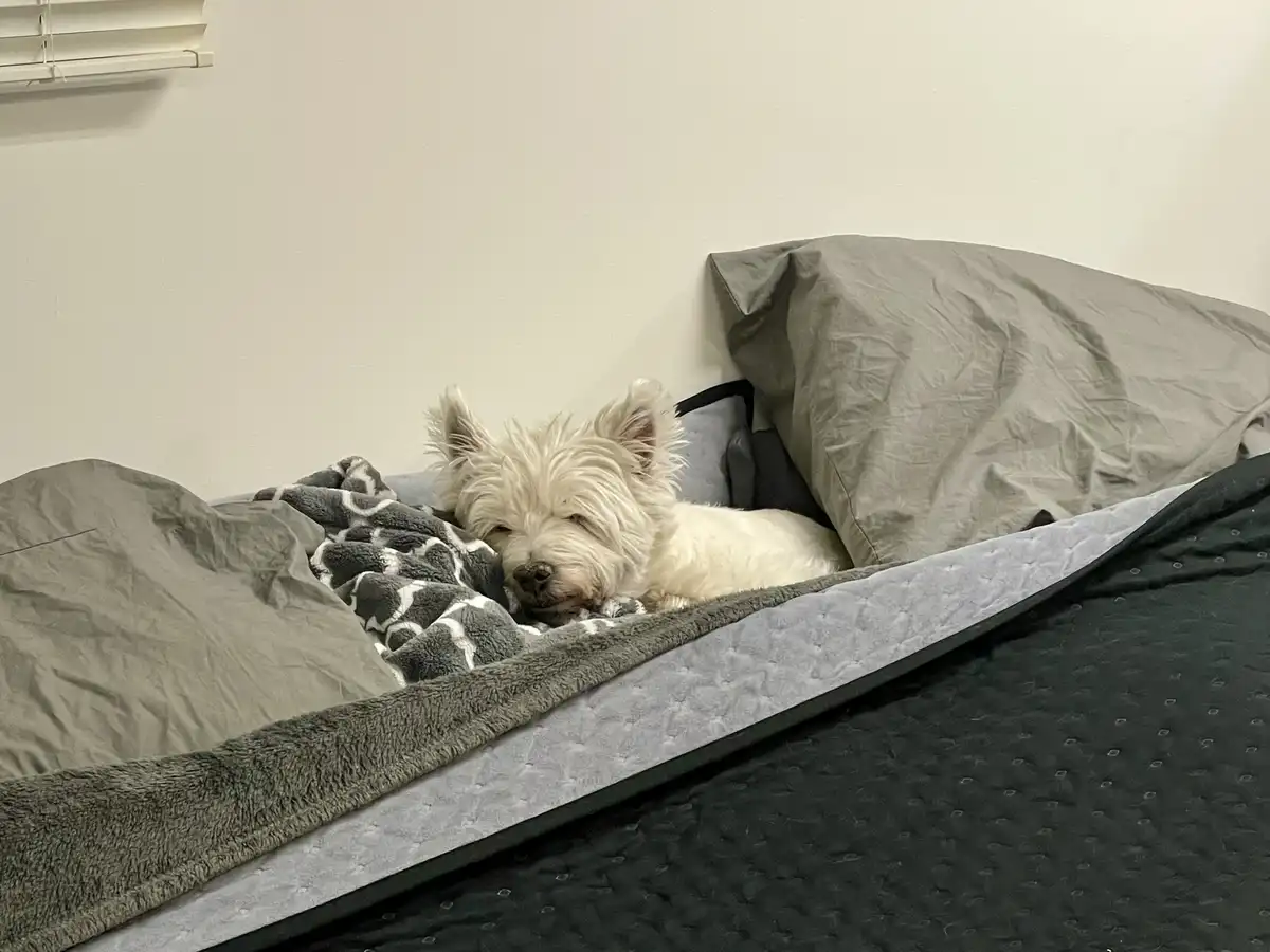 A small, fluffy white dog with its eyes half-closed is resting on a bed, partially covered by a grey and white patterned…