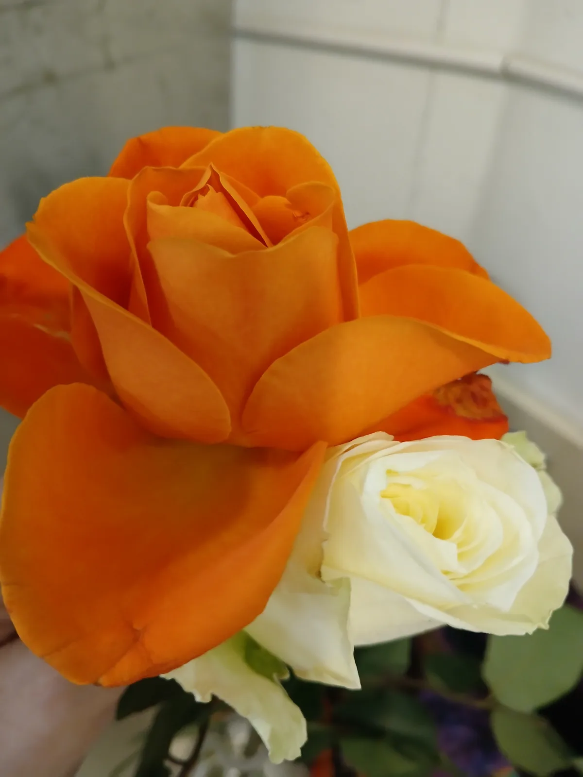 A close-up photo shows a large, vibrant orange rose partially covering a smaller, creamy white rose. The orange rose…