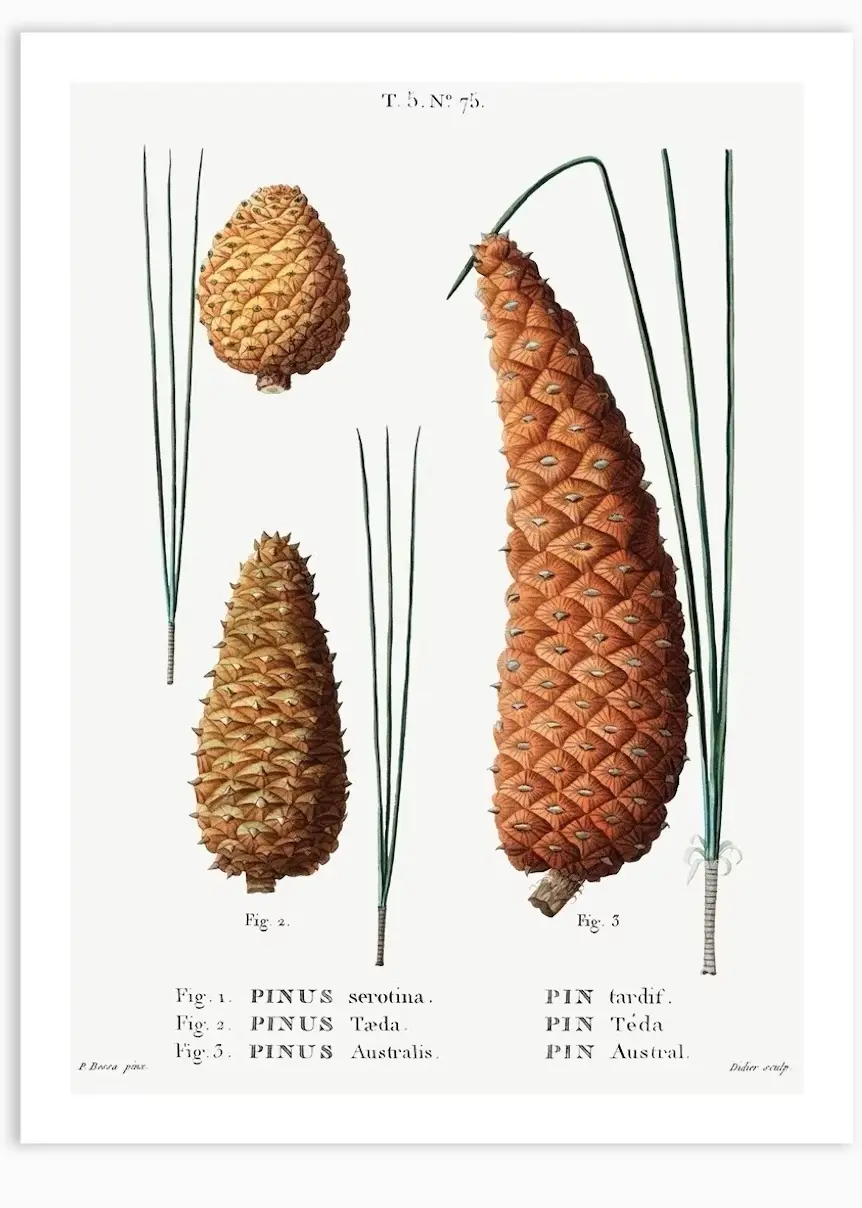 An antique botanical illustration showing three pine cone specimens labeled Fig. 1, 2, and 3, each with accompanying pine…