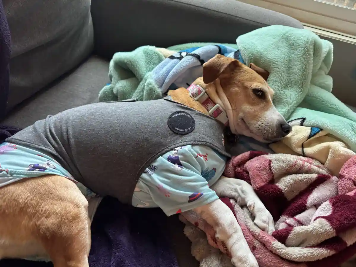 A tan and white dog wearing a grey vest over light blue pajama pants lies on a couch surrounded by colorful blankets. The…
