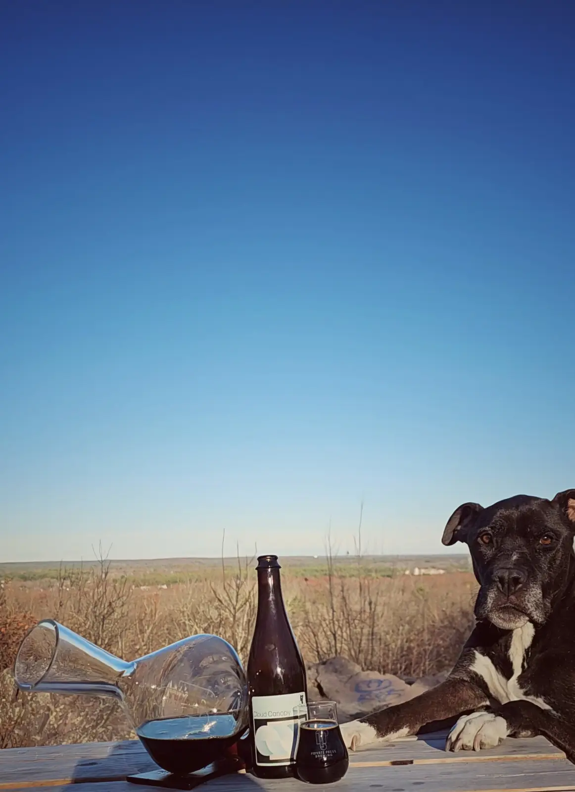 A black and white dog with a serious expression sits at a wooden table outdoors, next to a bottle of 'Cloud Canopy' beer, a…