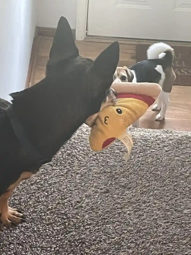 A black and tan dog is holding a yellow plush toy with a red mouth and a drawn-on smile, standing on a gray carpet. In the…