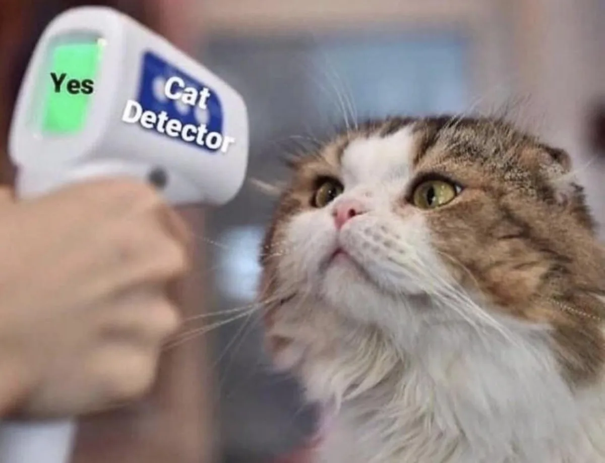 A fluffy brown and white cat with wide green eyes looks upward as a hand holds a white device labeled 'Yes Cat Detector'…