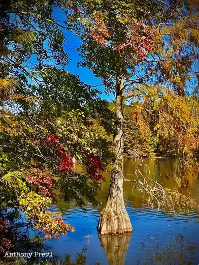 A vibrant autumn scene shows a tree with green, yellow, and red leaves standing in calm water, its reflection visible below…