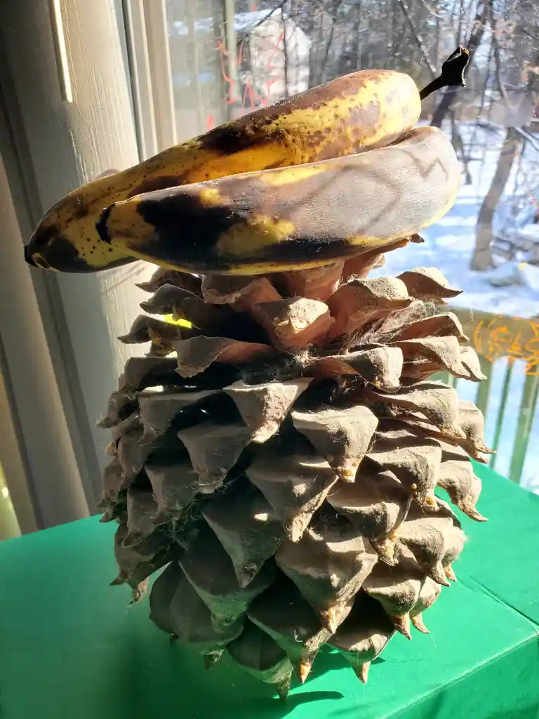 Two very ripe, brown-spotted bananas are balanced on top of a large, open pinecone sitting on a green surface near a window…