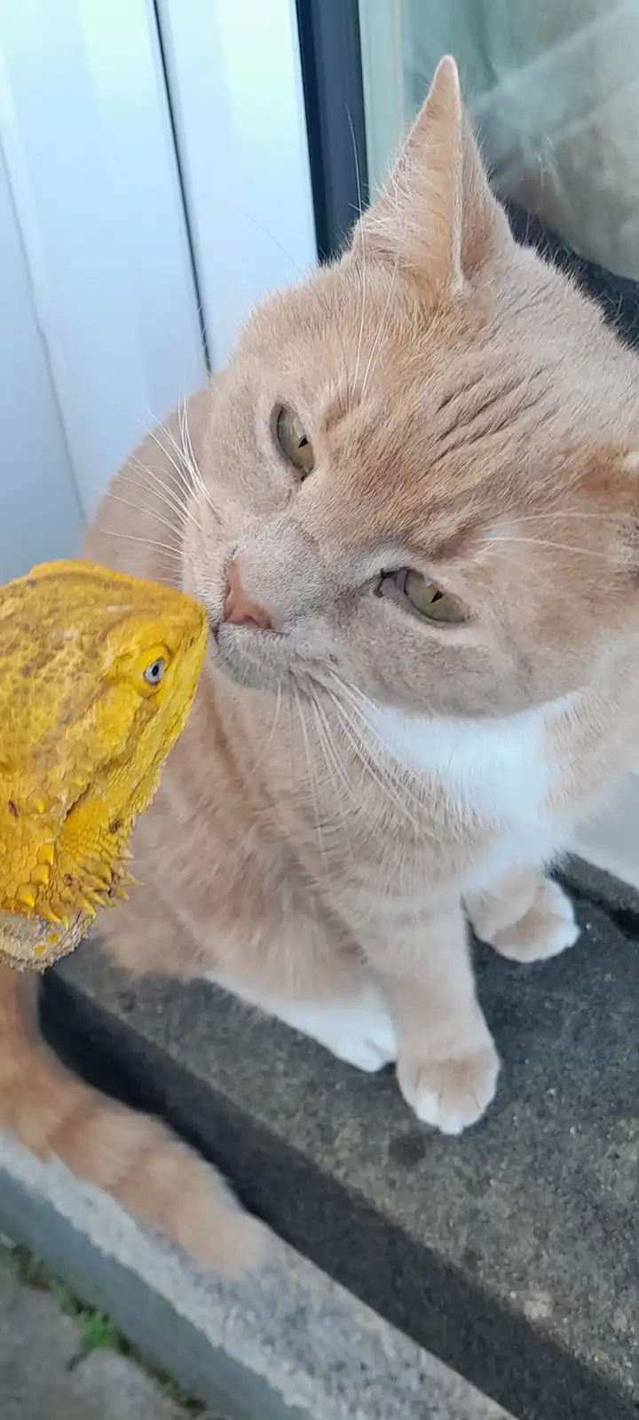 An orange tabby cat with a white chest sits on a concrete step, looking bored and unimpressed as a yellow bearded dragon…