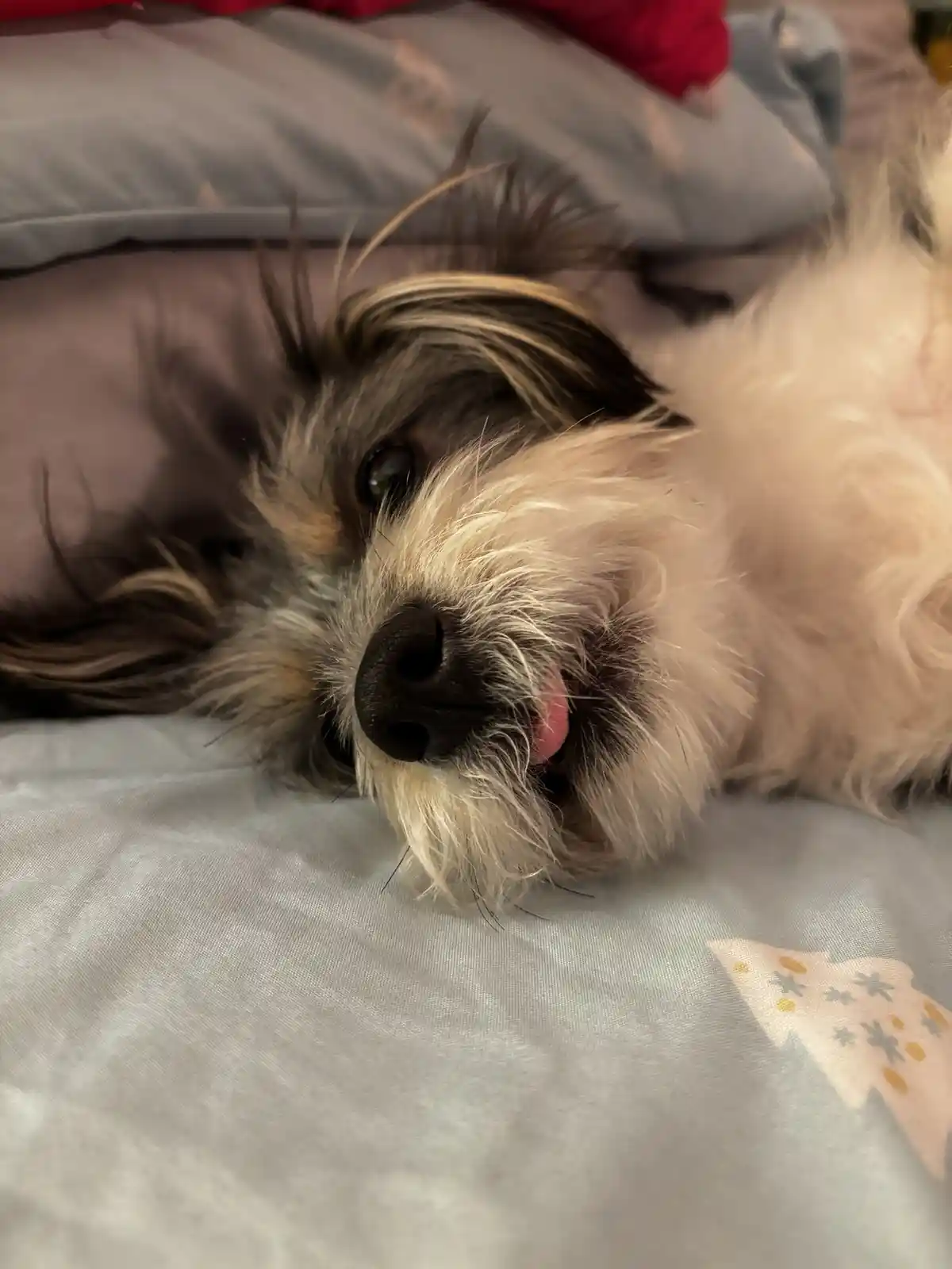 A small, fluffy dog with a mix of white and dark fur lies on its back on a light gray bedsheet, its tongue slightly sticking…