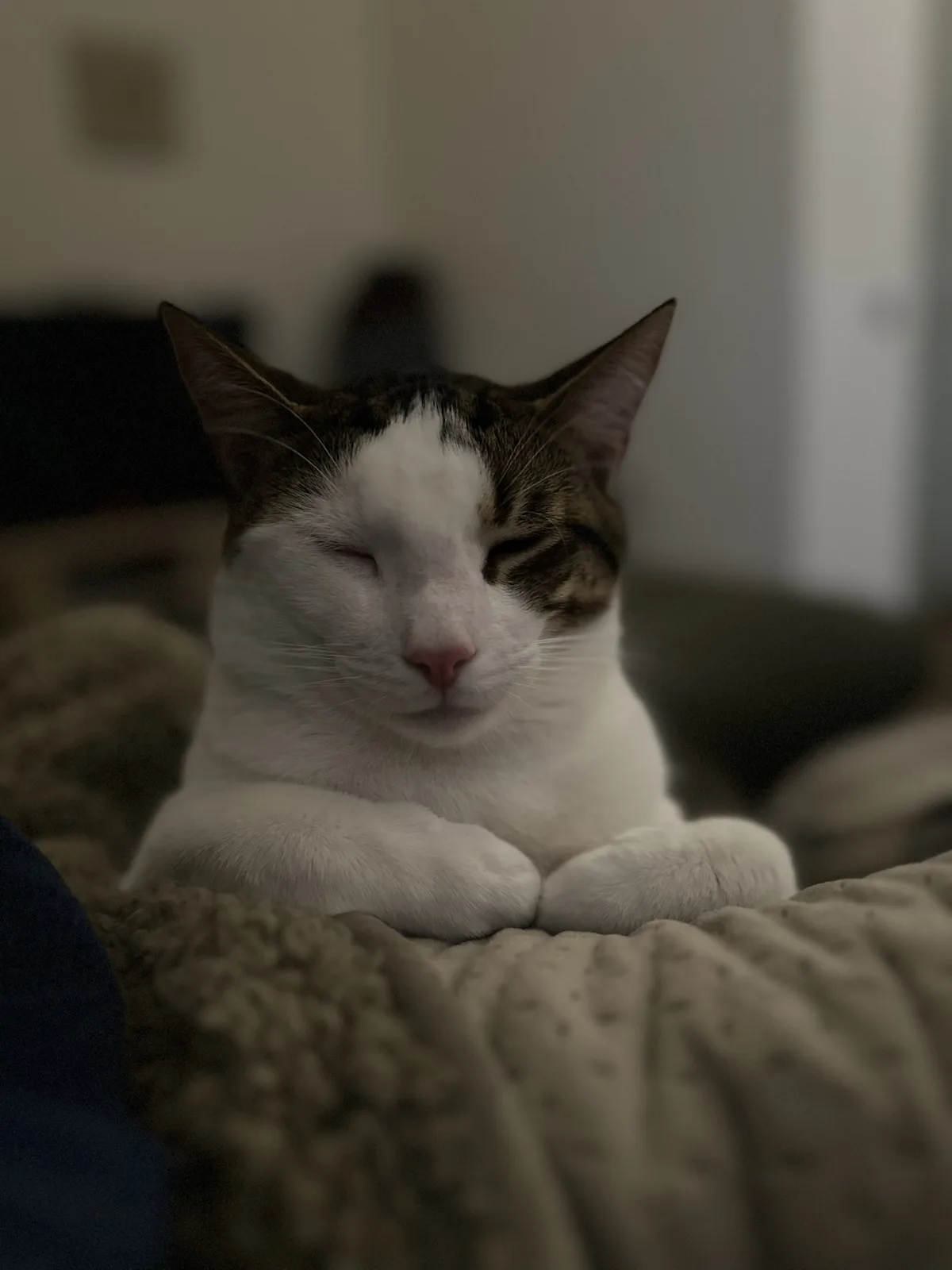 A white and brown cat with closed eyes is lying on a textured blanket, appearing very relaxed and sleepy. The overlaid text…