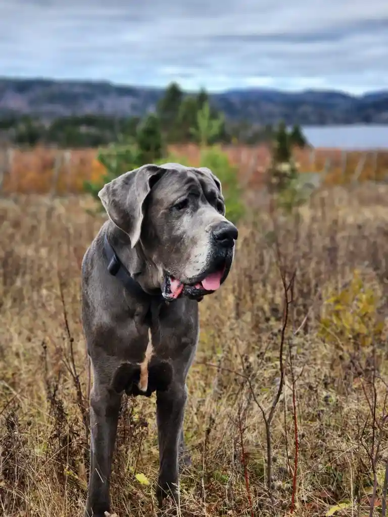 A large, grey Great Dane stands in a field of dry grass with mountains and a lake in the background. The dog has its mouth…