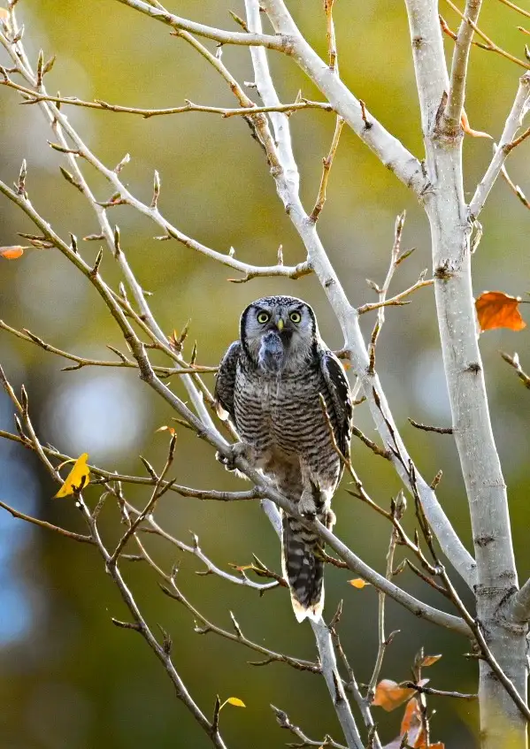 Spotting a Northern Hawk Owl in Central Washington