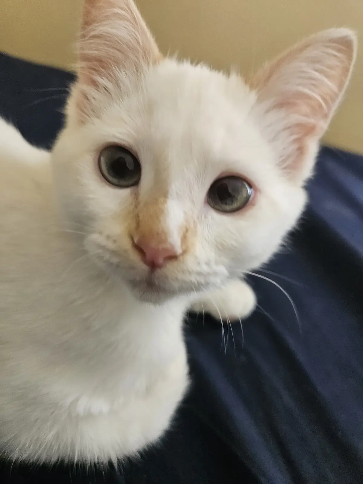 A close-up photo of a white kitten with large, round, greyish-green eyes and a small pink nose, looking directly at the…