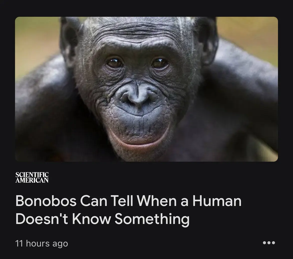A close-up photo of a bonobo with a knowing, slightly smug expression, overlaid with text from a Scientific American article…