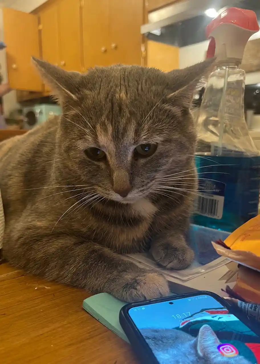 A gray tabby cat with a grumpy expression sits on a wooden kitchen counter next to a smartphone displaying a cat wallpaper…