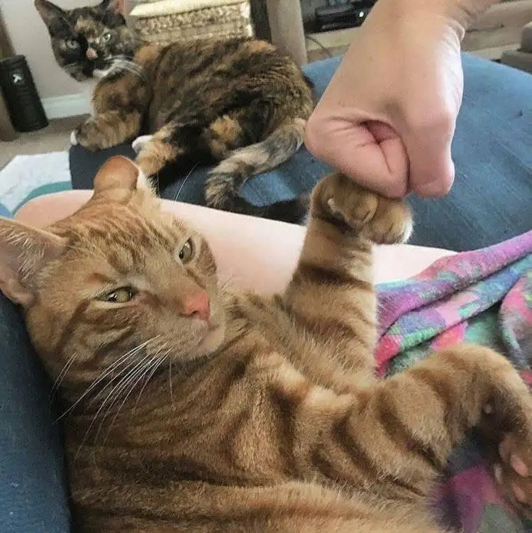 A person's hand is squeezing the paw of a relaxed orange tabby cat lying on their lap, while another tortoiseshell cat…