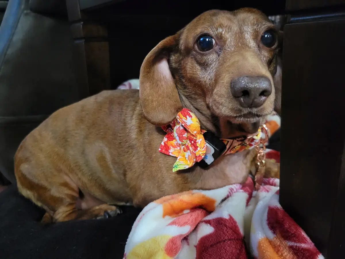 A brown dachshund with large, expressive eyes sits nestled under a dark piece of furniture, looking directly at the camera…
