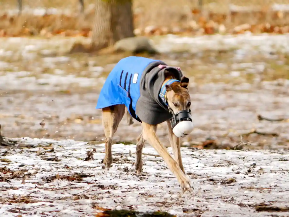 A greyhound wearing a blue and grey winter coat and a black muzzle with a white ball attached to it is running through a…