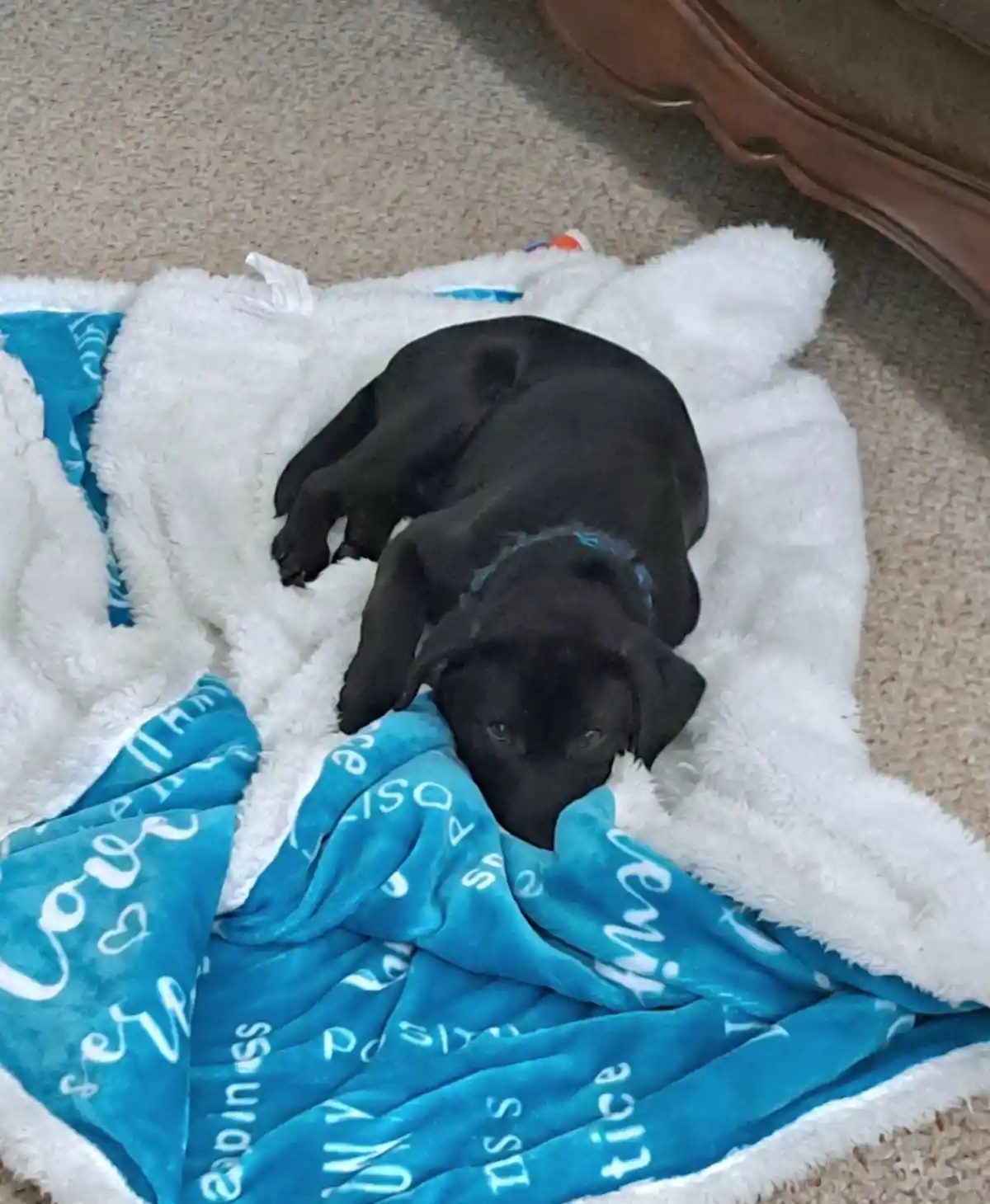 A small black puppy lies curled up on a fluffy white blanket with a blue fleece layer that has positive words like 'love'…