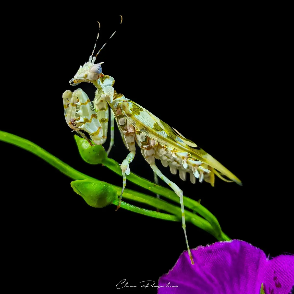 A close-up photograph shows a pale, intricately patterned praying mantis perched on green stems against a black background…