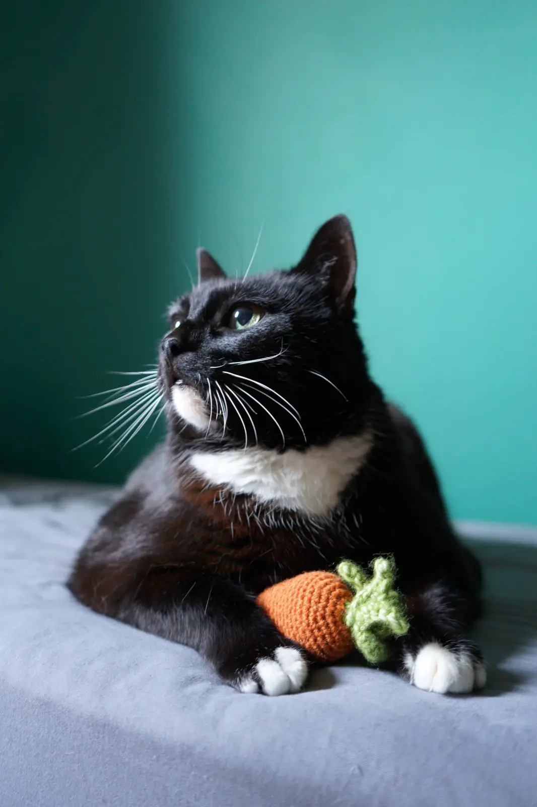 A black and white cat with a white chest and paws is lying on a grey surface, looking upward with a thoughtful expression…
