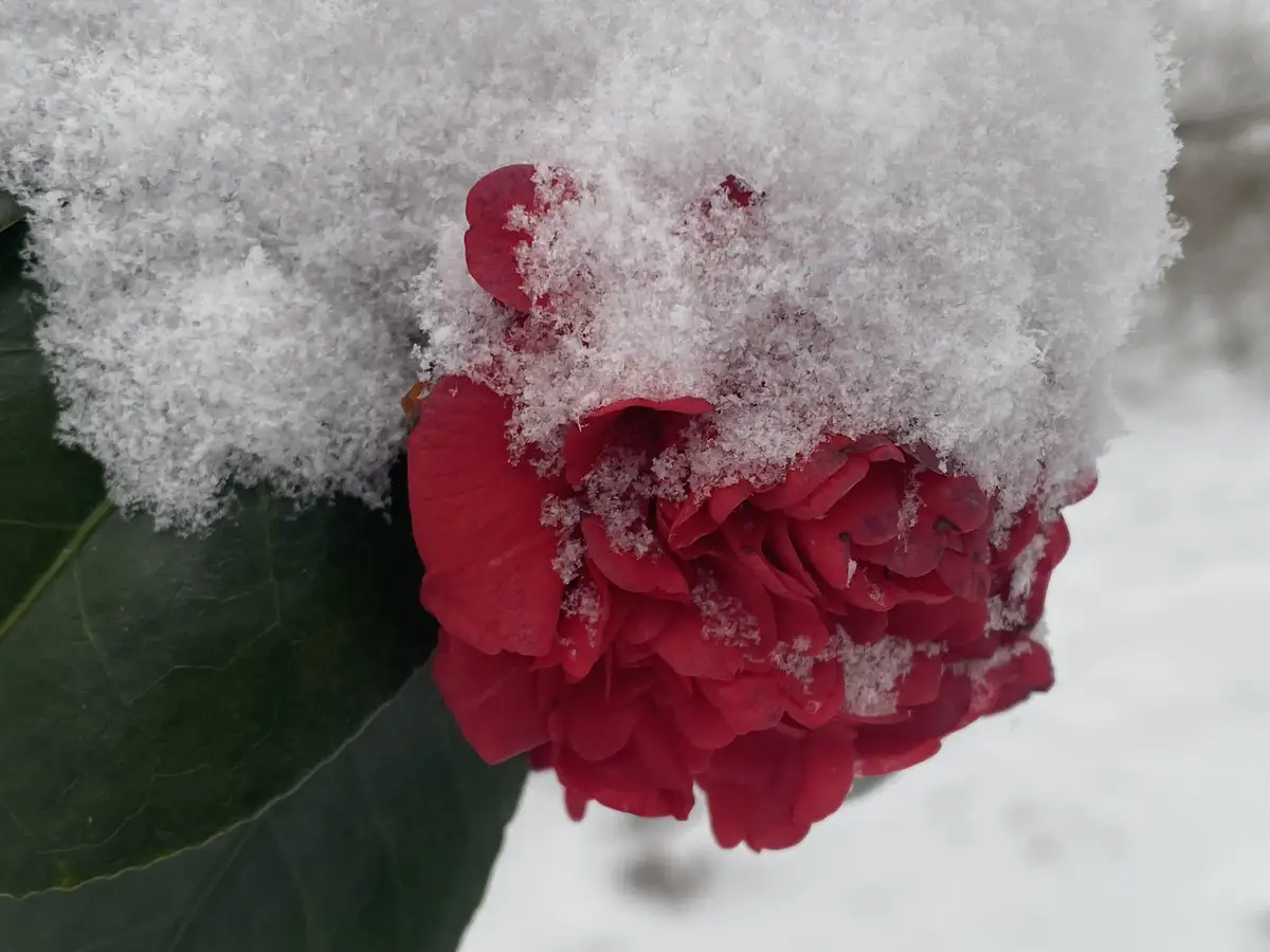 A vibrant red flower, likely a camellia, is partially buried under a thick layer of fresh snow, with its petals peeking out…