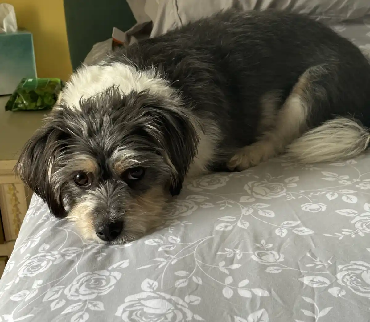 A small, shaggy dog with black, white, and tan fur lies on a grey floral-patterned bedspread, looking directly at the camera…