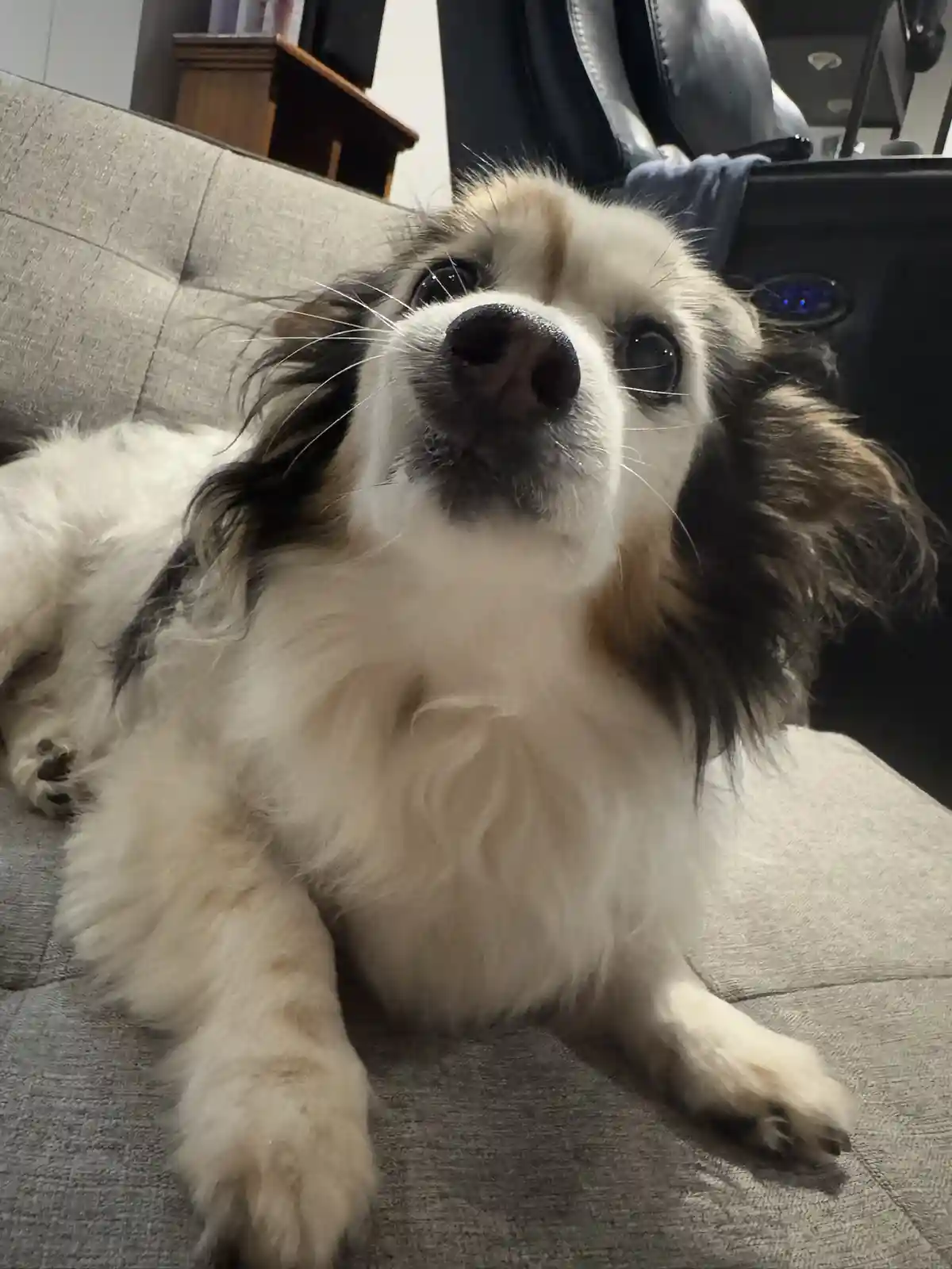 A small, fluffy dog with white, black, and brown fur is lying on a gray couch, looking up with wide, pleading eyes. The dog…