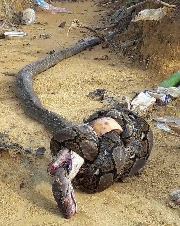 A large python is visibly constricting and consuming another python in a sandy, littered outdoor environment. The overlaid…