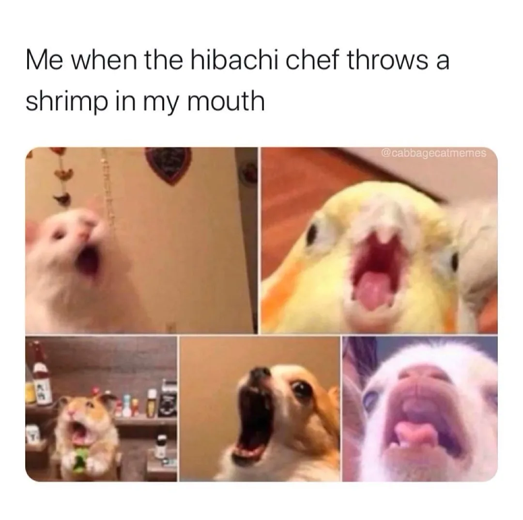 A collage of five animals—white cat, yellow bird, hamster, chihuahua, and white dog—all with mouths wide open in shock or…