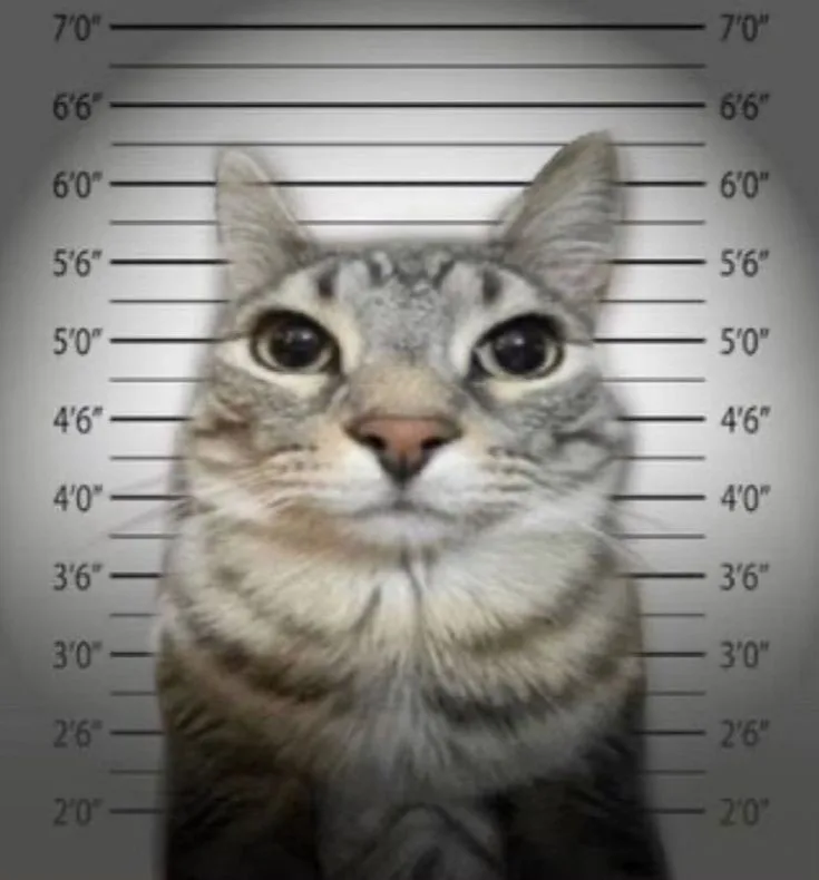A gray tabby cat is photographed against a height chart background resembling a police mugshot, with its head centered at…