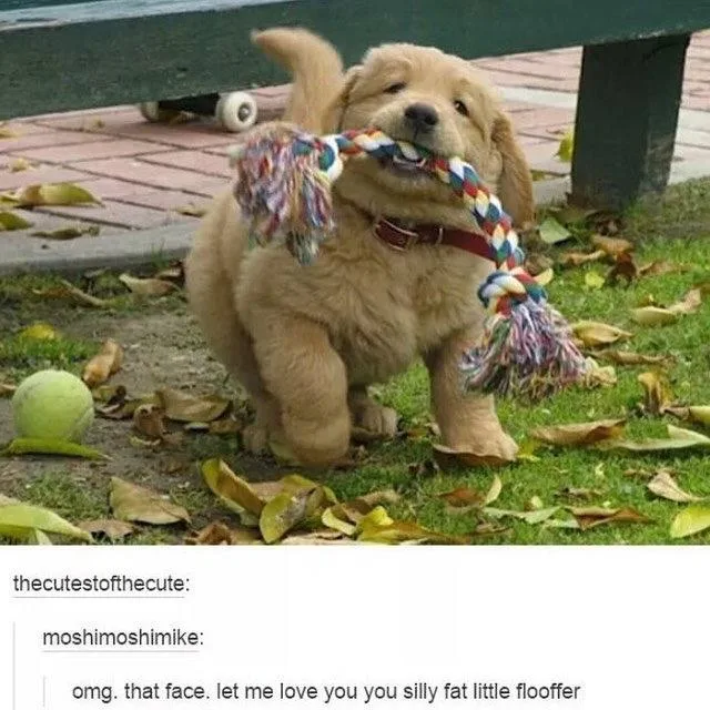 A fluffy golden retriever puppy stands outdoors on grass with fallen leaves, holding a colorful rope toy in its mouth. The…