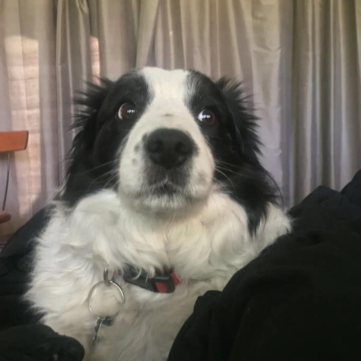 A close-up photo of a black and white dog, likely a border collie, looking directly at the camera with wide, pleading eyes…