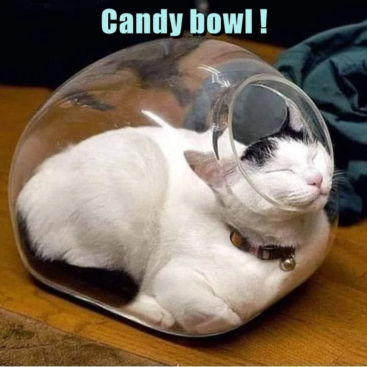 A white and black cat is curled up sleeping inside a large, clear glass candy jar, its head resting against the curved rim…