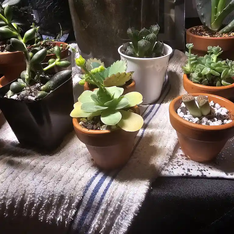 A photo of several potted succulents and cacti arranged on a white towel with blue stripes, bathed in bright sunlight. One…
