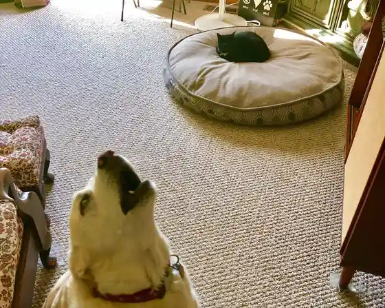 A light-colored dog is shown in the foreground, looking upward with its mouth open as if howling or barking. In the…