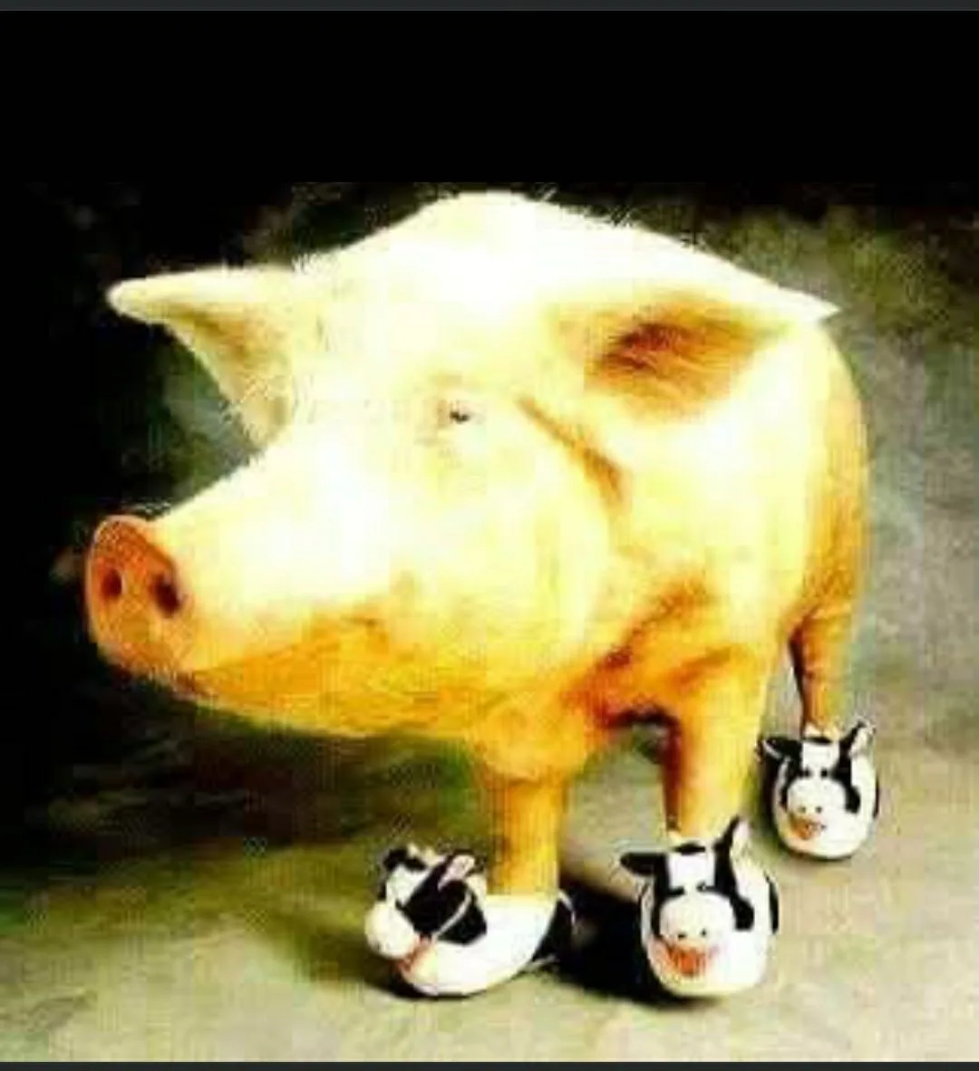 A large, light-skinned pig stands upright on a surface, wearing three small, plush cow-themed slippers on its feet. Each…