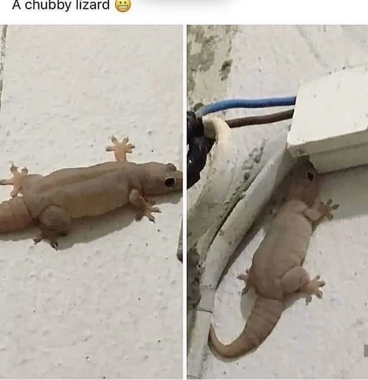 The image displays a split-screen of a plump, light-brown gecko on a textured white wall. The left panel shows the gecko…
