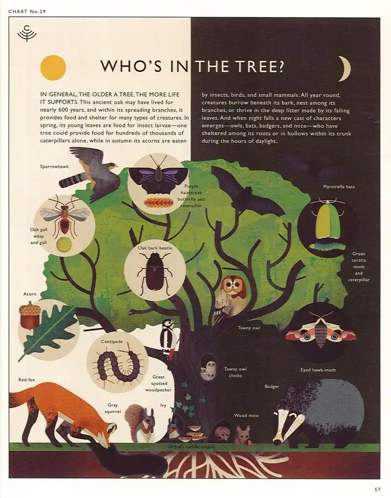 An illustrated educational chart titled 'WHO'S IN THE TREE?' depicts a large oak tree with various animals and insects…
