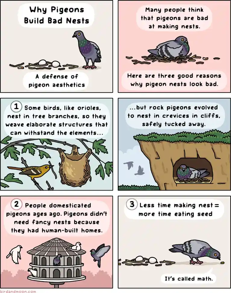 A six-panel comic strip titled 'Why Pigeons Build Bad Nests' defends pigeon nesting habits. It contrasts pigeons' simple…